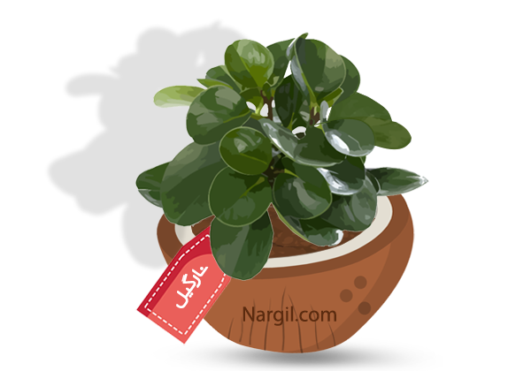 Nargil_Peperomia Magnoliaefolia